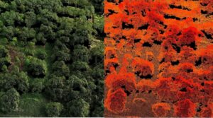 Dense vegetation studied by LiDAR survey